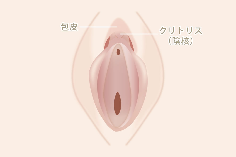 陰核包茎の図解